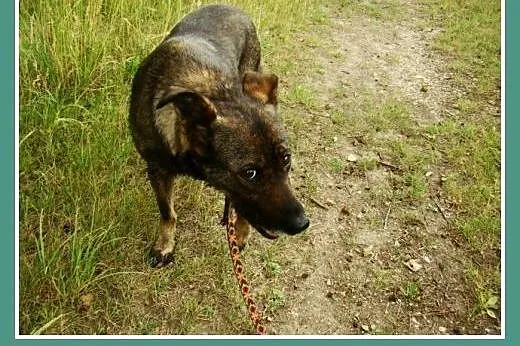 Spokojna, przyjazna suczka Gora -adopcja,  mazowie