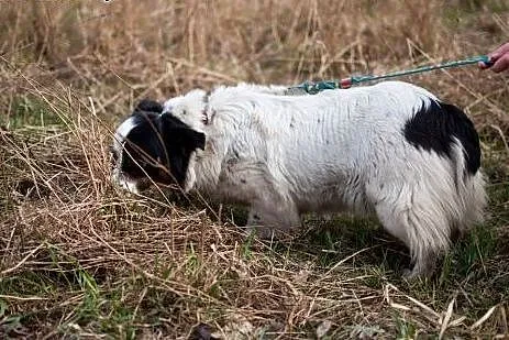 OSA nieduża, kochana sunia oddana do przytuliska..