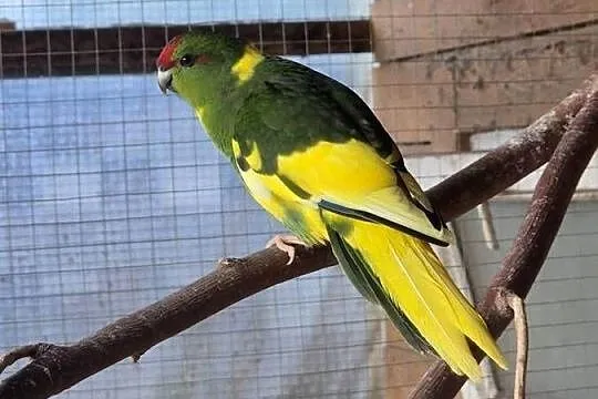 Papuga kozia modrolotka