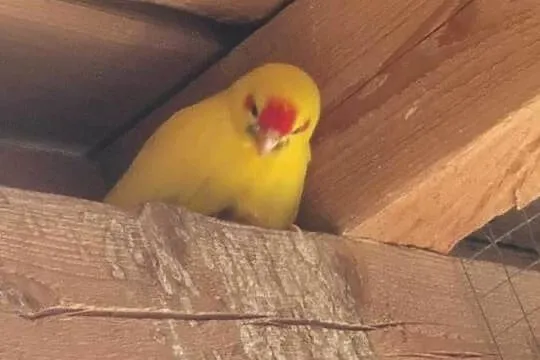 Papuga kozia modrolotka, Pomorskie, Połchowo