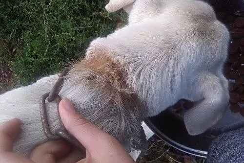 Baaaaardzo pilnie potrzebny DOM dla suni!!!