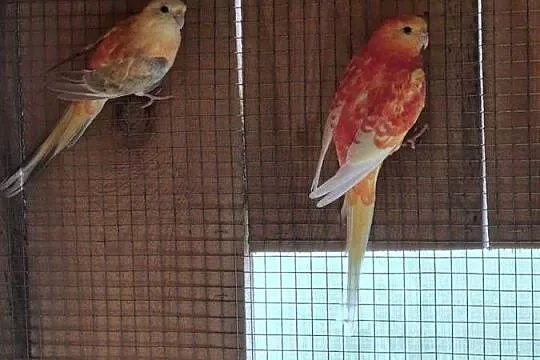 Swiergotki Orange, Kujawsko-pomorskie, Brzezie