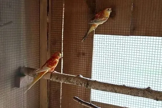 Swiergotki Orange, Kujawsko-pomorskie, Brzezie