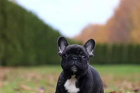 Buldog francuski fci ZKwP