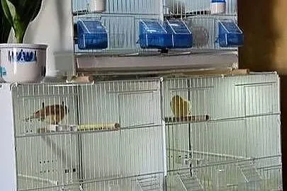 Klatki dla ptaków, Podkarpackie, Krosno