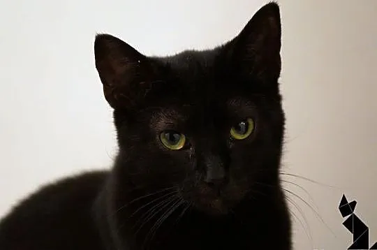 Smolik i Smoliczka- czyli czarne koty polecają się do adopcji