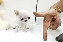 Chihuahua najmniejsza super,najpiękniejsza suczka-