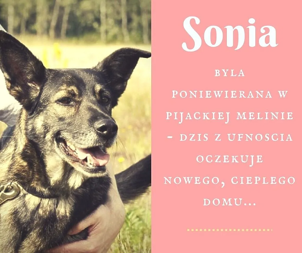 Sonia-życie jej nie oszczędzało, potrzebuje domu!