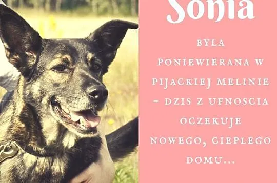Sonia-życie jej nie oszczędzało, potrzebuje domu! ADOPCJA
