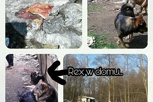 REX szuka domy, 3 lata, 14 kg,  mazowieckie Warszawa