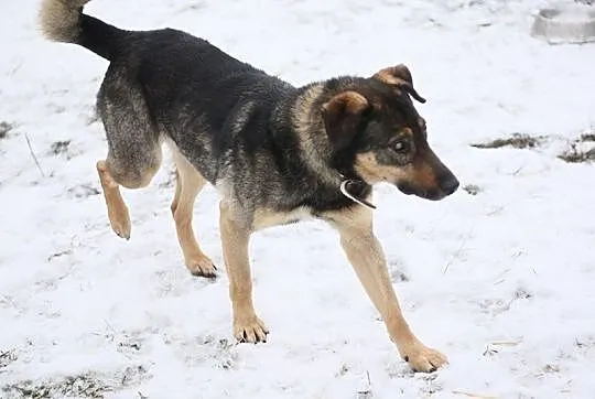 Niesamowicie pozytywny Migdał,niewidomy psiak chce