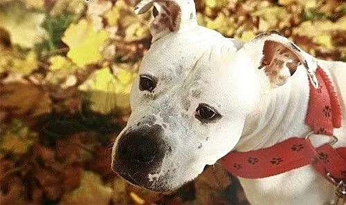 Luna 5letnia amstaffka szuka domu, Amstaff cała P
