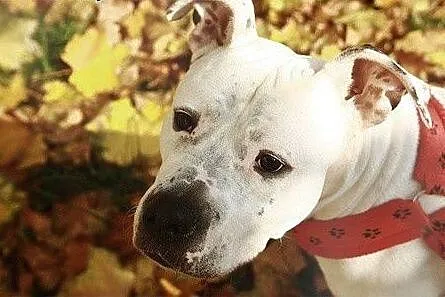 Luna 5letnia amstaffka szuka domu,  Amstaff cała P