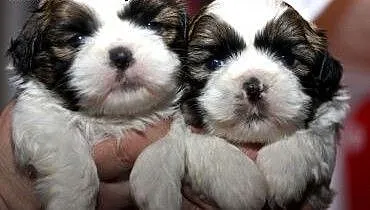 SPRZEDAM SZCZENIĘTA SHIHTZU 8-mio tygodniowe., wi