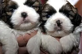 SPRZEDAM SZCZENIĘTA SHIHTZU 8-mio tygodniowe., wielkopolskie Ostrzeszów