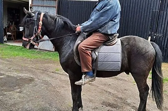 Konie Lądek, Lądek