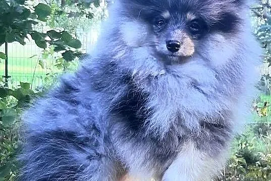 Szpic miniaturowy blue merle tan
