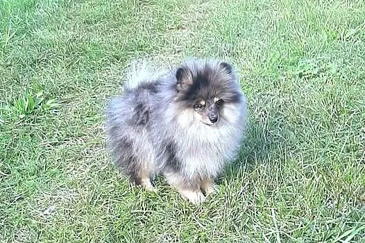 Szpic miniaturowy blue merle tan, Łódzkie, Pabianice