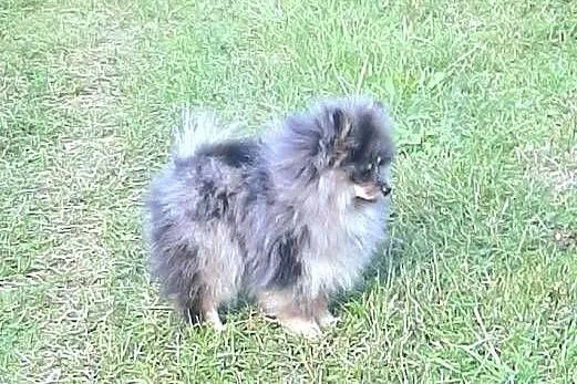 Szpic miniaturowy blue merle tan, Łódzkie, Pabianice