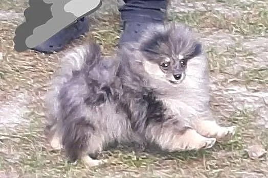 Szpic miniaturowy blue merle tan, Łódzkie, Pabianice