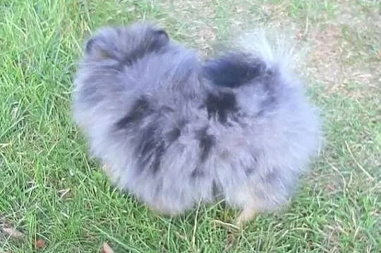 Szpic miniaturowy blue merle tan, Łódzkie, Pabianice