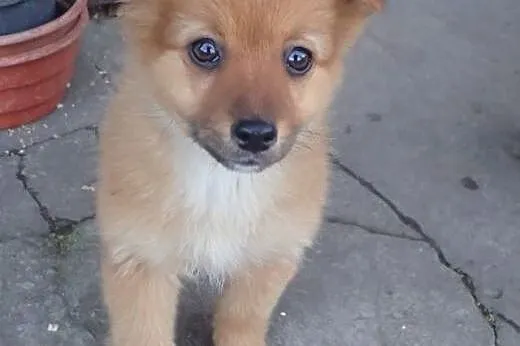 Rita do adopcji sunia szczeniak FILM,  mazowieckie Warszawa