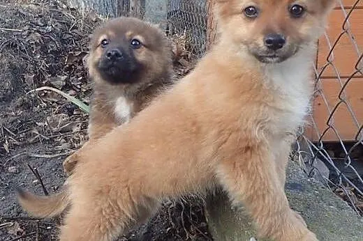 Rita do adopcji sunia szczeniak FILM,  mazowieckie