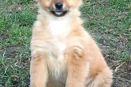 Rita do adopcji sunia szczeniak FILM,  mazowieckie