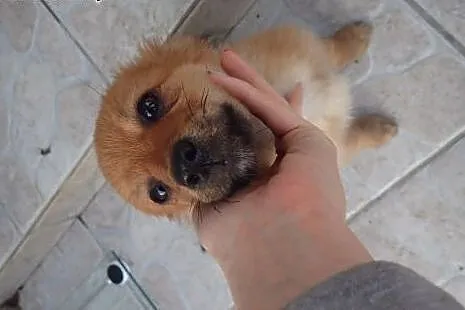 Rita do adopcji sunia szczeniak FILM,  mazowieckie