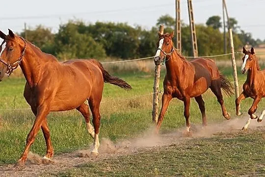 Klacz Wielkopolska - odsadek, Mniszków