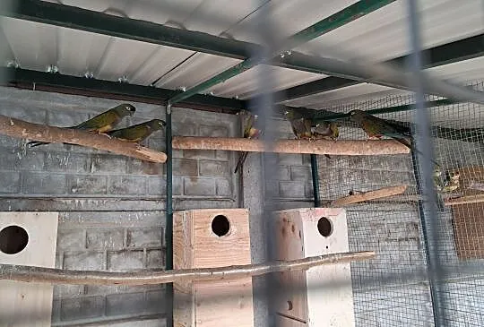 Papugi patagonki , Częstochowa