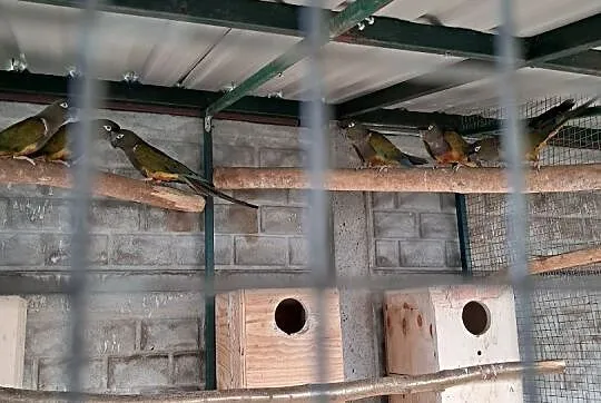 Papugi patagonki , Częstochowa