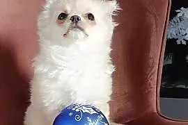 Chihuahua długowłosa FCI