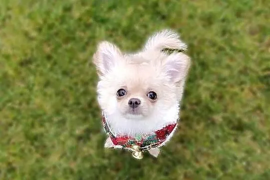 Chihuahua długowłosa FCI, Wielkopolskie, Poznań