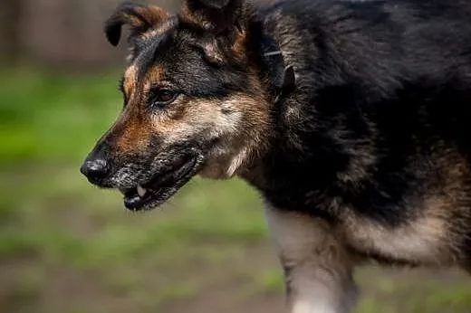 Leo - cudowny jak najlepsza bombonierka:),  śląskie Katowice