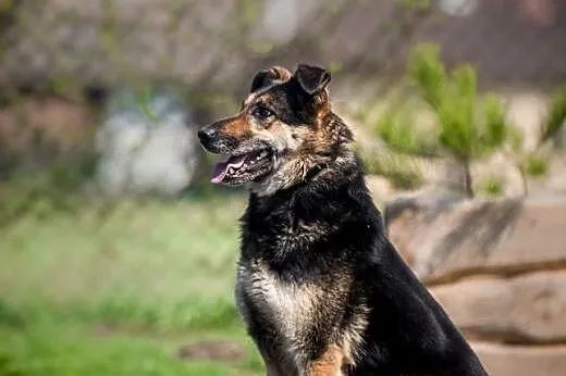 Leo - cudowny jak najlepsza bombonierka:),  śląski