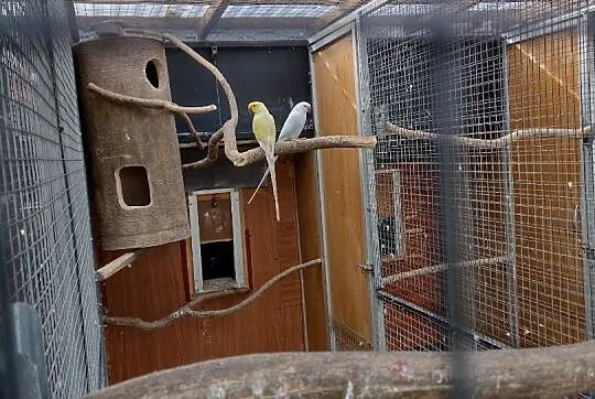 Aleksandretty obrożne Palid Turkus, Śląskie, Hutka