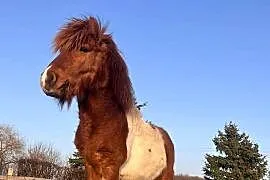 Kucyk ogierek