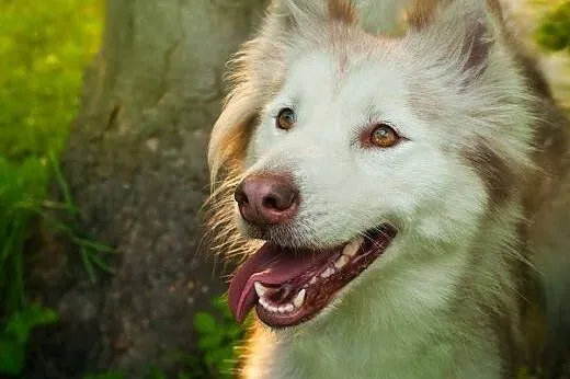 Przepiękna Yuna, wychowana, uśmiechnięta suczka HUSKY adopcja, Kundelki cała Polska