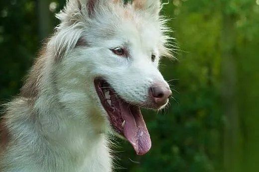 Przepiękna Yuna, wychowana, uśmiechnięta suczka HU