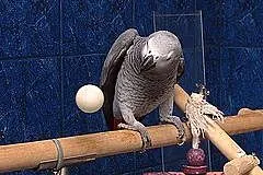 Afrykańskie szare papugi do adopcji