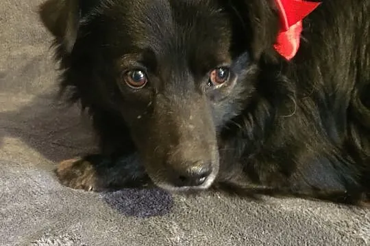 Przyjazny, delikatny Romuś szuka domu!