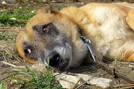 Norka-nieśmiała i wstydliwa sunia szuka bezpieczne