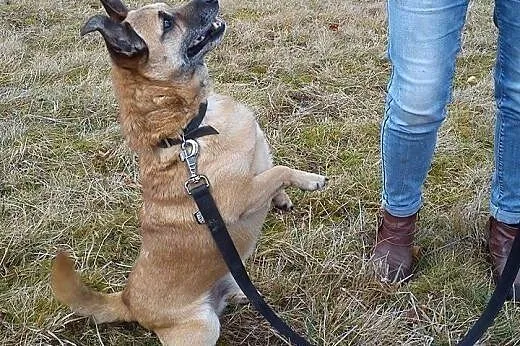 Uszata malizna szuka domu...,  dolnośląskie Świdni