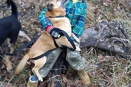 Uszata malizna szuka domu...,  dolnośląskie Świdni