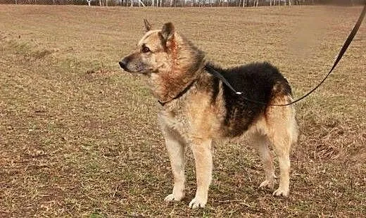 Nemo pragnie aby ktoś go adoptował i pokochał cały