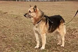Nemo pragnie aby ktoś go adoptował i pokochał całym sercem, Kundelki cała Polska