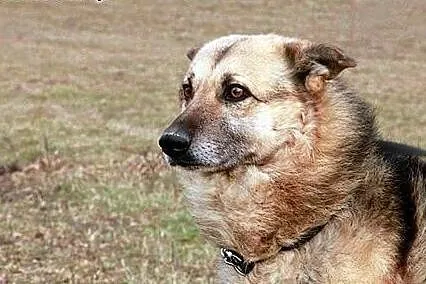 Nemo pragnie aby ktoś go adoptował i pokochał cały