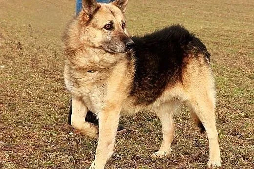 Nemo pragnie aby ktoś go adoptował i pokochał cały