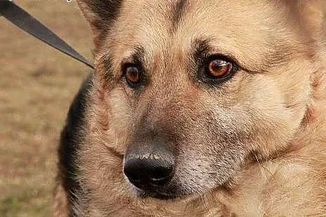 Nemo pragnie aby ktoś go adoptował i pokochał cały